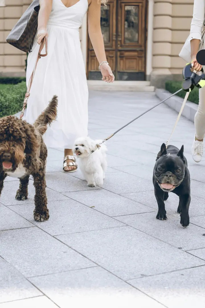 Is Your Dog Anxious? 5 Simple Ways to Create a Stress-Free Home - DogRelief