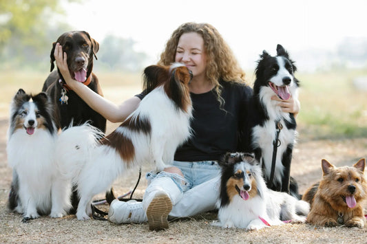 Are Night Walks Stressful or Dangerous for Dogs? How to Walk Your Dog Safely After Dark - DogRelief